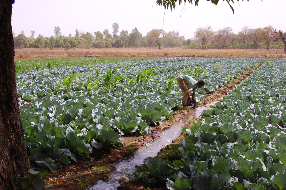 APEFE Burkina Faso Agriculture irriguée de petite taille (choux)